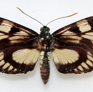 EBAY, CASTNIIDAE