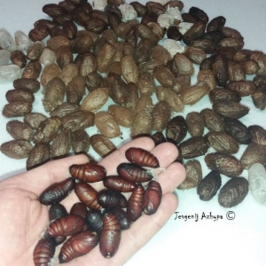 FOR SALE, Aсtias dubernardi  cocoons