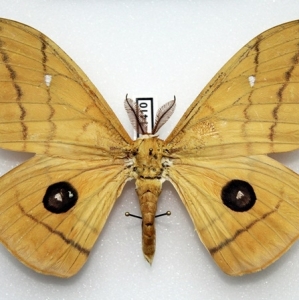 EBAY, New SATURNIIDAE auctions on german EBAY