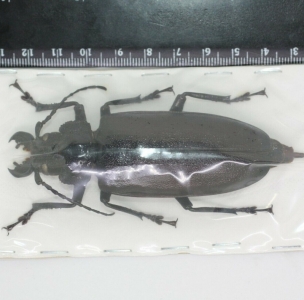 EBAY, Prioninae Physopleurus rugosus F 87 mm Peru