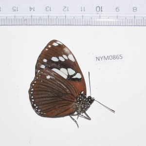 EBAY, African Nymphalidae Lycaenidae on auction
