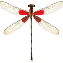 WANT TO BUY, Hetaerina americana