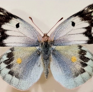 FOR SALE, Colias sagartia