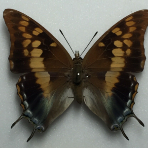 FOR SALE, Charaxes for sale