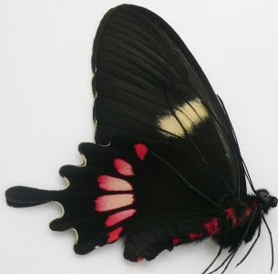 EBAY, + PARIDES TROS Joinville, Brazil +