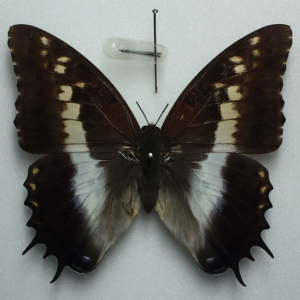 FOR SALE, Charaxes for sale