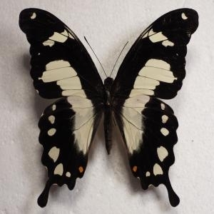 EBAY, VERY RARE PAPILIO HORRIBILIS ♀ from west africa