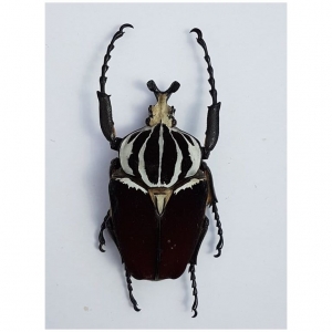 FOR SALE, + Goliathus goliatus 99mm +