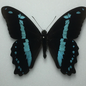 FOR SALE, African Papilio for sale