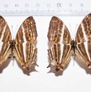 EBAY, Various Cyrestis species Auction Part I