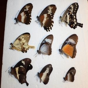 EBAY, mixed papilio euphaedra and lycaenidae