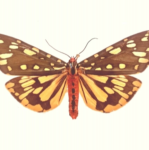 FOR SALE, Callimorpha principalis 