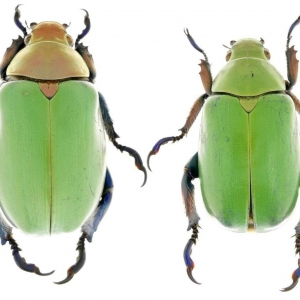 EBAY, Chrysina erubescensb 33, 31mm Mexico