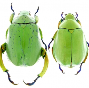 EBAY, Chrysina adolphi 36, 34 mm Mexico