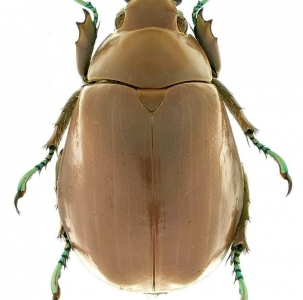 EBAY,  Chrysina modesta 32 mm Mexico