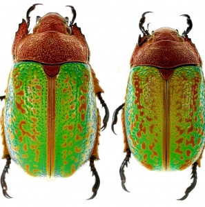 EBAY, Chrysina victorina 35,31mm Mexico