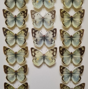 FOR SALE, Colias sagartia