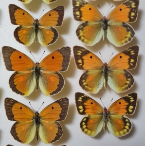 FOR SALE, Colias aurorina rosei