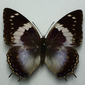 EBAY, Charaxes butterflies for sale