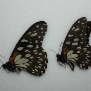 EBAY, African Butterflies for sale