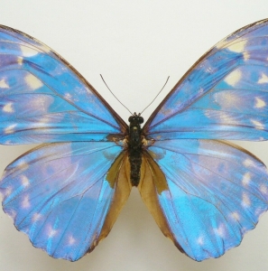 EBAY, ++ MORPHO RHETENOR AUGUSTINAE form SEMICYPRIS ++