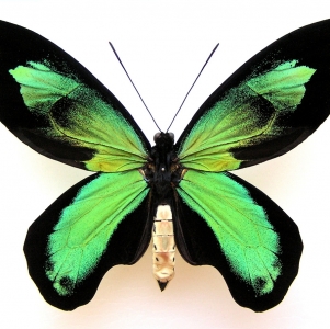 FOR SALE, Amazing ornithoptera victoriae rubianus