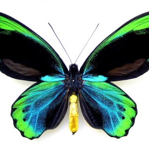 FOR SALE, Fantastic  very blue ornithoptera allotei