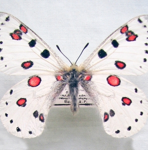 FOR SALE, Parnassius apollonius - 2 sspp. from Central Asia