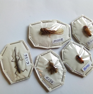 ANNOUNCEMENT, New insects added to my store Market Place