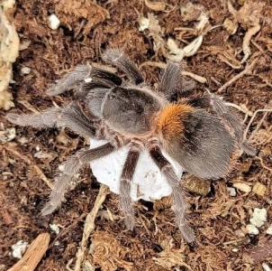 FOR SALE, Chilean Dwarf Flame Tarantula For Sale