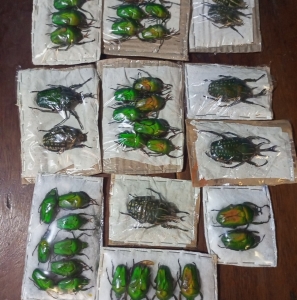 FOR SALE, Mixed variety cetonidea and others insect for sell