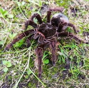 FOR SALE, Goliath Bird Eating Tarantula (Theraphosa blondi)