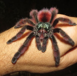 FOR SALE, Antilles pink-toed tarantula for sale 