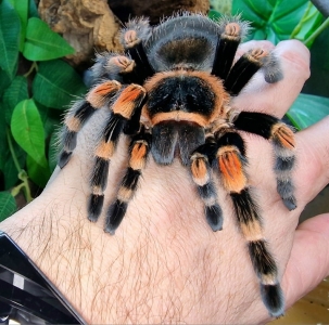 FOR SALE, beautiful Mexican Redknee tarantula for sale 