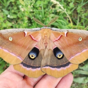 FOR SALE, Antheraea polyphemus cocoons