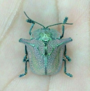 FOR SALE, HEMIPTERA sp.