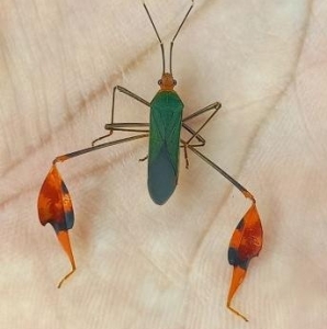 FOR SALE, HEMIPTERA  COREIDAE sp.