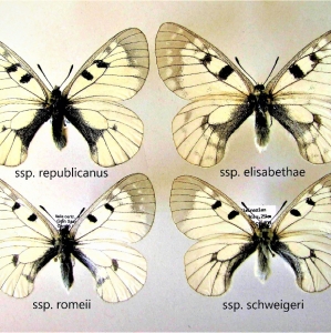 FOR SALE, Parnassius