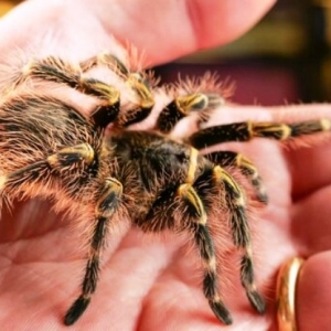 FOR SALE, Chaco Golden Knee Tarantula