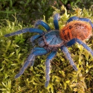FOR SALE, Greenbottle Blue Tarantula for Sale