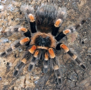FOR SALE, Mexican Red Knee Tarantula