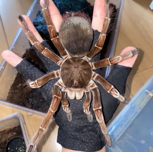 FOR SALE, Goliath Bird Eating Tarantula for Sale