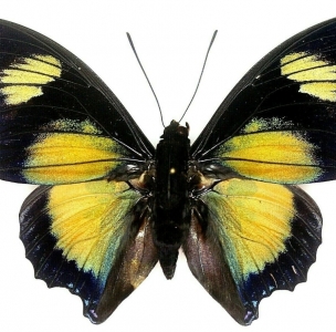 FOR SALE, Charaxes Fournierae 