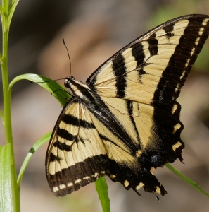 FOR SALE, Western Tiger Swallowtail For Sale