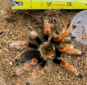FOR SALE, Mexican Redknee Tarantula for re homing 