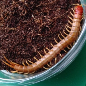 FOR SALE, Exotic Centipedes for sale