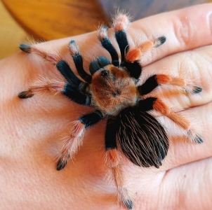 FOR SALE, Bueatiful Brachypelma Boehmei For Sale