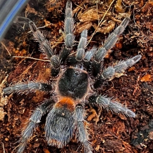FOR SALE, Amazing Chilean Dwarf Flame Tarantula 
