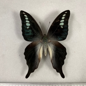 FOR SALE, Graphium codrus tenebrionis Male