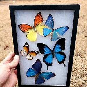 FOR SALE, Discount Quality 8x12 Framed Real Butterflies Rike